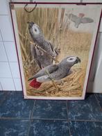 Oude schoolplaat aan twee kanten een afbeelding papagaaien, Ophalen, Natuur en Biologie