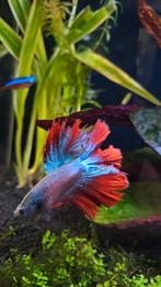 Bettavis en neon tetra, Dieren en Toebehoren, Vis, Zoetwatervis