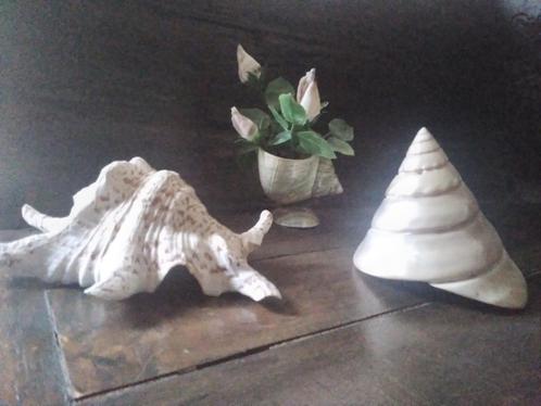 3 grote schelpen, Antiek en Kunst, Curiosa en Brocante, Verzenden