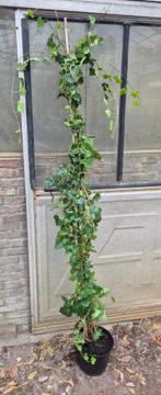Ierse klimop, Ophalen, Overige soorten, Haag, 100 tot 250 cm