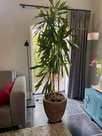 Grote yucca plant in pot, Ophalen, Halfschaduw, In pot, Yucca
