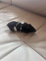 Hamster plus kooi, Dieren en Toebehoren, Knaagdieren, November, Vrouwelijk, Hamster