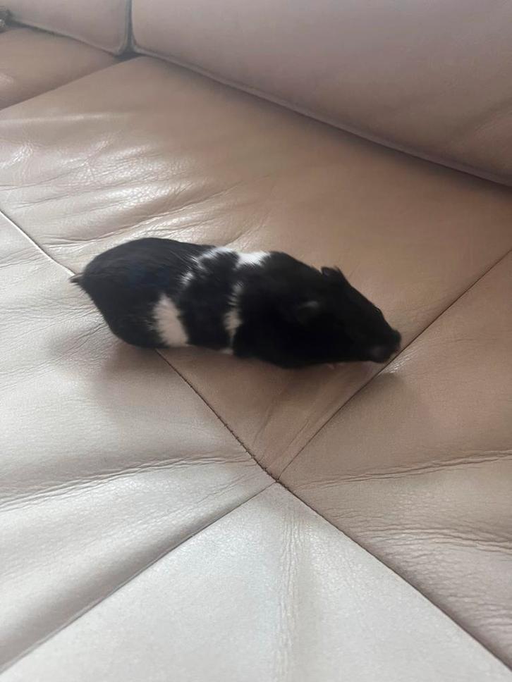 Hamster plus kooi, Dieren en Toebehoren, Knaagdieren, Vrouwelijk, Hamster, November