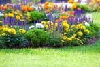 Bodembedekkers tuinplanten en heesters, Ophalen of Verzenden, Overige soorten, Halfschaduw