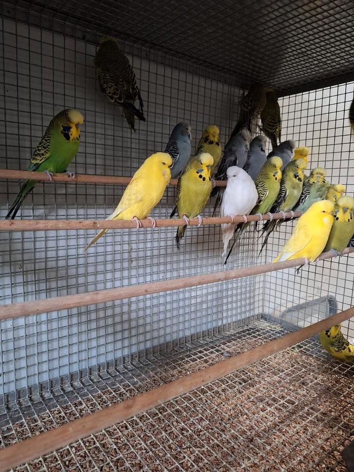 Diverse Engelse grasparkieten., Dieren en Toebehoren, Vogels | Parkieten en Papegaaien