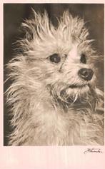 Belgische Griffon, Ophalen of Verzenden, 1940 tot 1960, Ongelopen, Hond of Kat