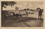 Mooi Drenthe, Schapen op de Heide (1910s) Ansichtkaart, Ophalen of Verzenden, Voor 1920, Ongelopen, Drenthe