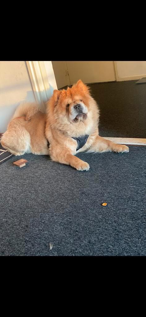 Chow chow te koop, Dieren en Toebehoren, Honden | Niet-rashonden, Middel, Reu, Particulier, Eén hond, België, 3 tot 5 jaar, CDV (hondenziekte)