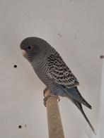 Blackface pop, Dieren en Toebehoren, Vrouwelijk, Parkiet