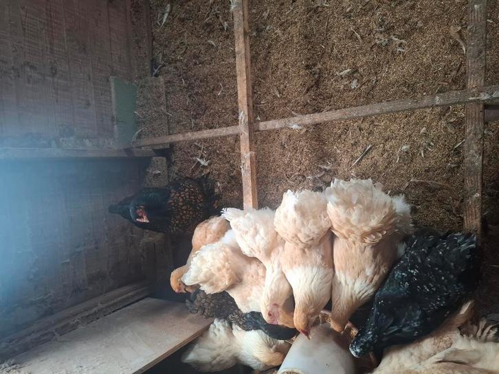 Brahma broedeieren, Dieren en Toebehoren, Pluimvee, Kip, Geslacht onbekend