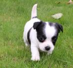 chihuahua mix pup, teefje, Nederland, 8 tot 15 weken, Teef, Eén hond