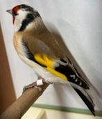 Major Putter, Mannelijk, Wildzangvogel