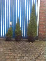 Thuja smaragd vanaf 60-80 cm, Ophalen of Verzenden, Conifeer, 100 tot 250 cm