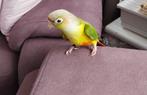 Baby pyrrhura, Dieren en Toebehoren, Vogels | Parkieten en Papegaaien, Geslacht onbekend, Parkiet, Geringd