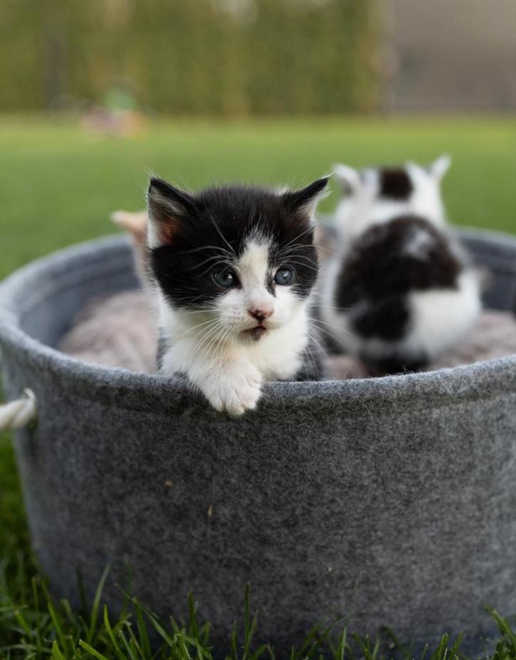 Kittens, Dieren en Toebehoren, Katten en Kittens | Overige Katten, Meerdere dieren