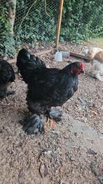 Zwarte brahma haantje, Dieren en Toebehoren, Pluimvee, Mannelijk, Kip