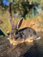 Duitse reus ram 12 weken, Dieren en Toebehoren, Konijnen, Mannelijk, Groot