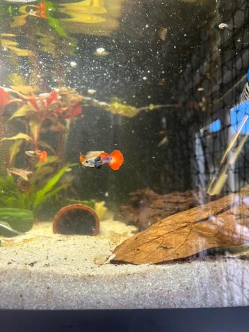 Dumbo big ear guppen beschikbaar voor biedingen