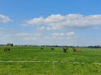 Rusthuis/pensioenstal plek v. 2 ruinen!!, Dieren en Toebehoren, Stalling en Weidegang, Weidegang, 2 of 3 paarden of pony's