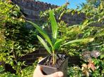 Zeldzame trachycarpus winsan X naggy, palm winterhard!, Ophalen of Verzenden, Gehele jaar, Volle zon, Zaad