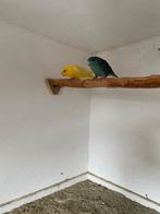 catharina, Meerdere dieren, Parkiet, Geringd