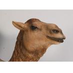 Dromedary Camel – Dromedaris beeld Lengte 250 cm, Ophalen, Nieuw