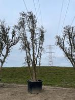 Quercus suber 500/600, Tuin en Terras, Overige soorten, Lente, 400 cm of meer, Ophalen