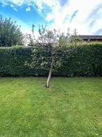 Oude appelboom in leivorm, Ophalen, Halfschaduw, Overige soorten, 100 tot 250 cm