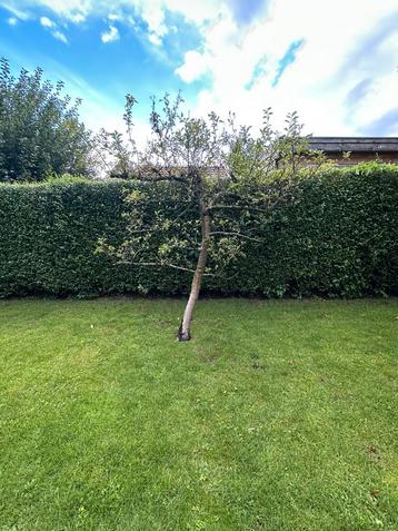 Oude appelboom in leivorm beschikbaar voor biedingen