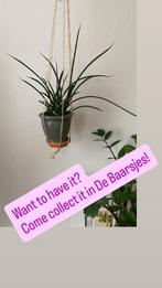 Hangplant - Ophalen in De Baarsjes!, Vaste plant, Bloeit niet, Halfschaduw, Ophalen