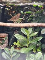 Damalijster pop., Dieren en Toebehoren, Vrouwelijk, Wildzangvogel, Geringd