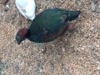 Roul roul, Dieren en Toebehoren, Vogels | Overige Vogels, Meerdere dieren, Tropenvogel