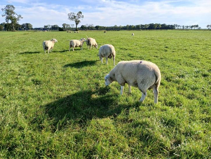 Stamboek swifter dekrammen, Dieren en Toebehoren, Schapen, Geiten en Varkens, Schaap, Mannelijk