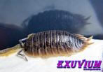 Porcellio dilatatus (Giant canyon isopod) pissebedden, Overige soorten