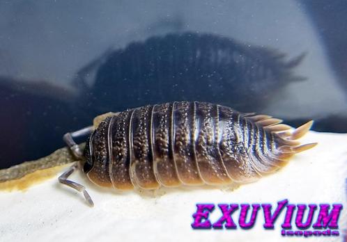Porcellio dilatatus (Giant canyon isopod) pissebedden, Dieren en Toebehoren, Insecten en Spinnen, Overige soorten