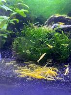 Gele neocardina garnalen, Dieren en Toebehoren, Vissen | Aquariumvissen, Kreeft, Krab of Garnaal, Zoetwatervis