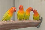 Fischeri fallow opaline  groen 21, 22, 23, 24, Dieren en Toebehoren, Vogels | Parkieten en Papegaaien, Meerdere dieren, Dwergpapegaai of Agapornis