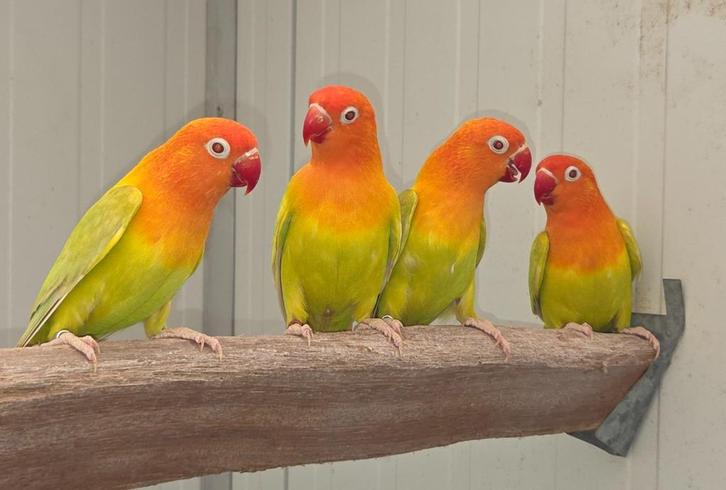 Fischeri fallow opaline  groen 21, 22, 23, 24, Dieren en Toebehoren, Vogels | Parkieten en Papegaaien, Dwergpapegaai of Agapornis