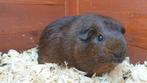 Cavia, Dieren en Toebehoren, Knaagdieren, Februari, Mannelijk, Cavia
