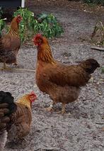 welsumer kippen, Dieren en Toebehoren, Pluimvee, Vrouwelijk, Kip