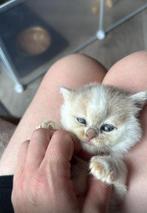 Britse korthaar kittens raszuiver met stamboom, Dieren en Toebehoren, Katten en Kittens | Raskatten | Langhaar, Meerdere dieren