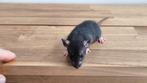 Kleine wondertjes zoeken een nieuw thuis, Dieren en Toebehoren, Knaagdieren, Juni, Meerdere dieren, Rat
