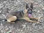 Mechel x duits, Dieren en Toebehoren, Honden | Herdershonden en Veedrijvers, Rabiës (hondsdolheid), Reu, 1 tot 2 jaar, Eén hond