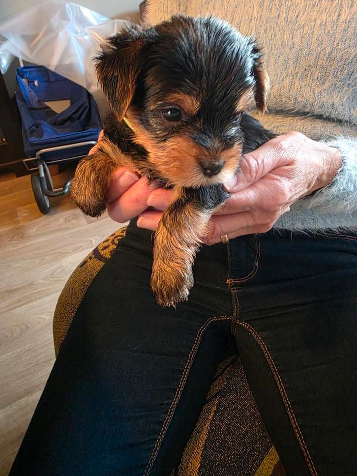 Yorkshire terrier mannetjes, Dieren en Toebehoren, Honden | Jack Russells en Terriërs, Reu, Yorkshire Terriër, Particulier, Meerdere