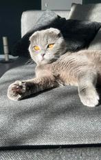 Scottish fold, Dieren en Toebehoren, Katten en Kittens | Raskatten | Korthaar, Kater