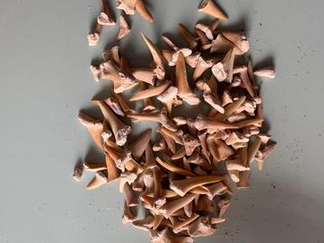 Haaientanden uit Khouribga - Fossielen beschikbaar voor biedingen