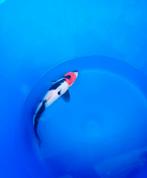 Mooie tancho showa, Karper of Koi