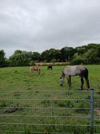 te huur weidegang, Weidegang, 2 of 3 paarden of pony's
