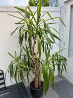 Yucca 155cm, Tuin en Terras, Planten | Tuinplanten, Ophalen of Verzenden, Zomer, Overige soorten, Volle zon