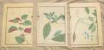 3 Botanische aquarellen Iwasaki Tsunemasa Honzo Zufu, Antiek en Kunst, Ophalen of Verzenden